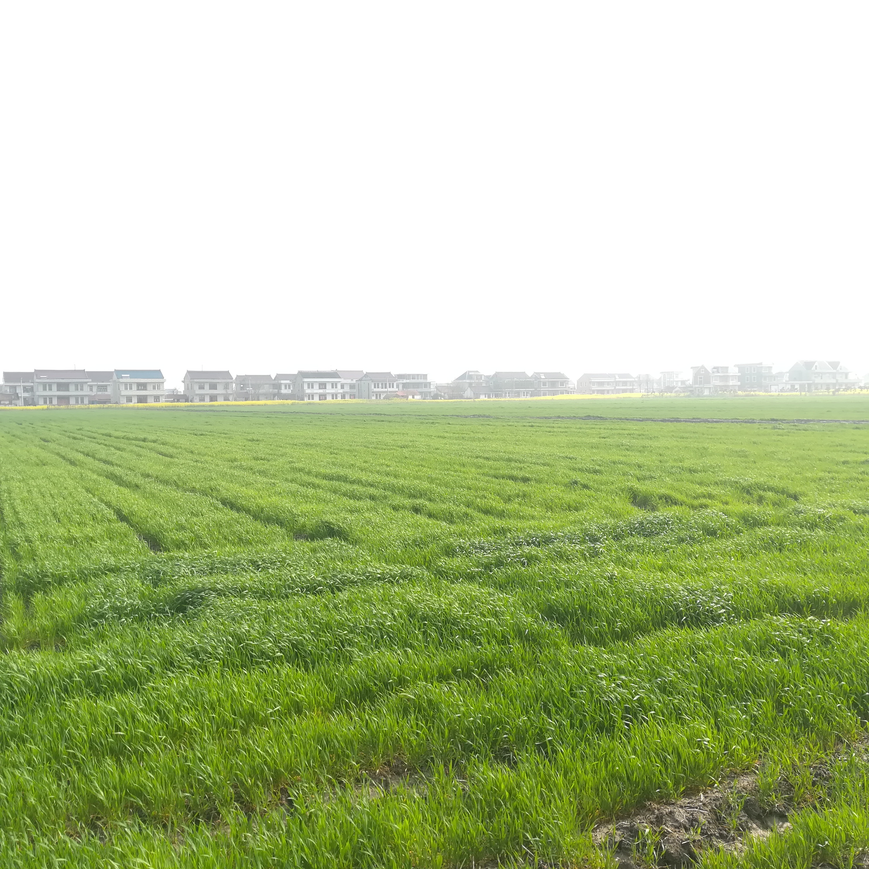 小麥田除草劑大梳理及發(fā)展趨勢（上）